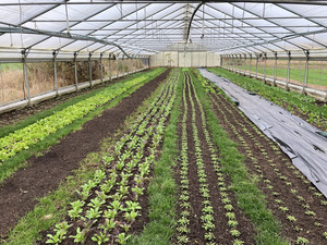Inside of a polyhouse with growing crops.